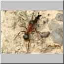 Formica -Serviformica- sanguinea - Blutrote Raubameise 42a 9mm mit Stylops melittae - Faecherfluegler-Maennchen.jpg